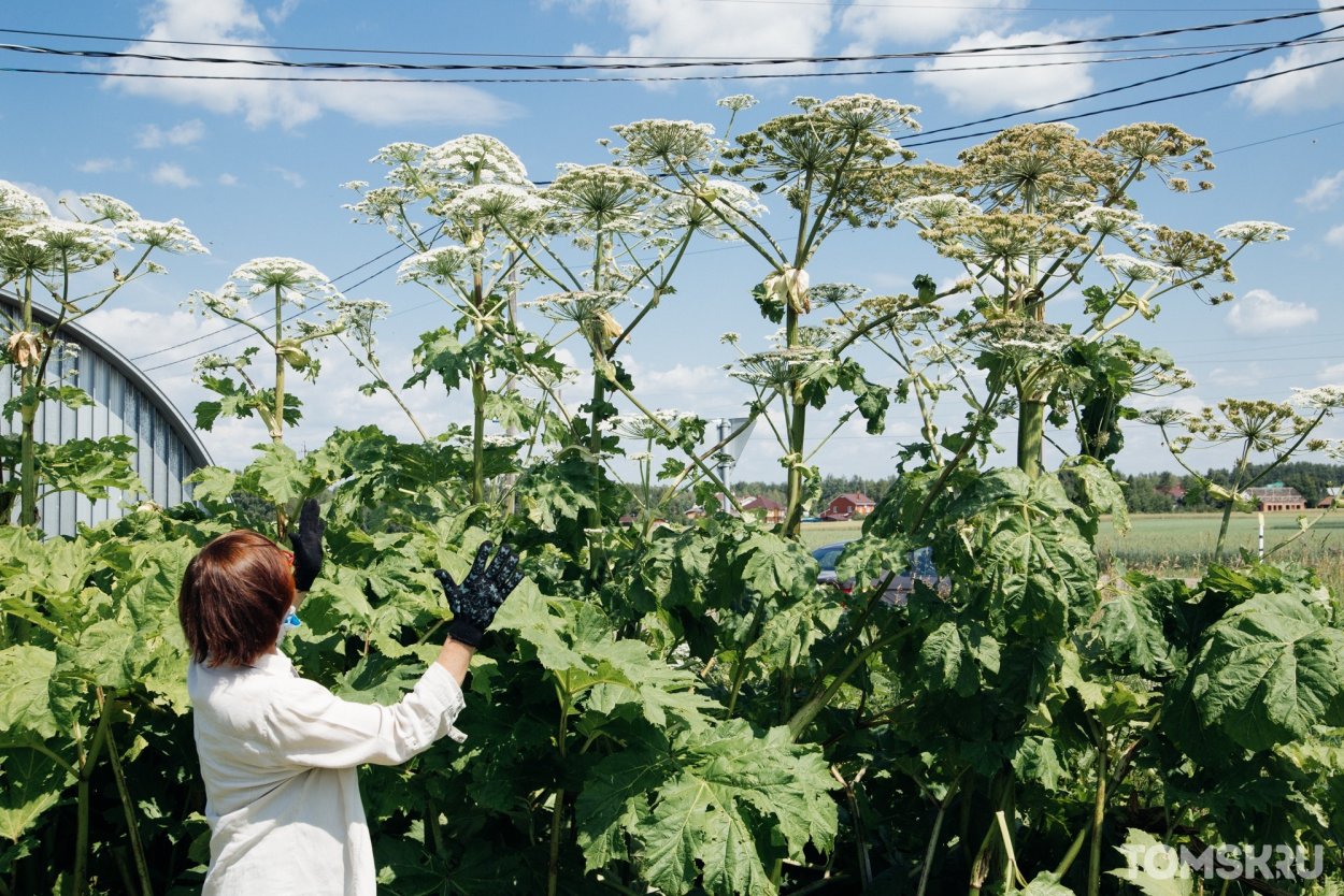 Вредные сорняки