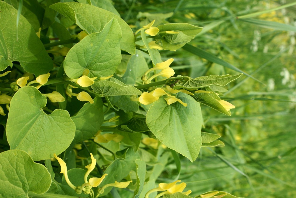 Кирказон обыкновенный