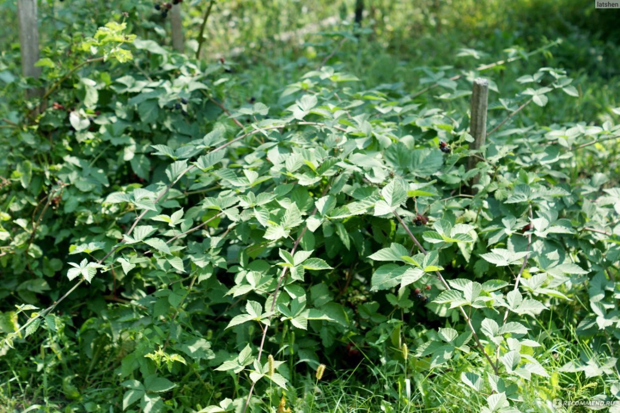 Ежевика плодоносит
