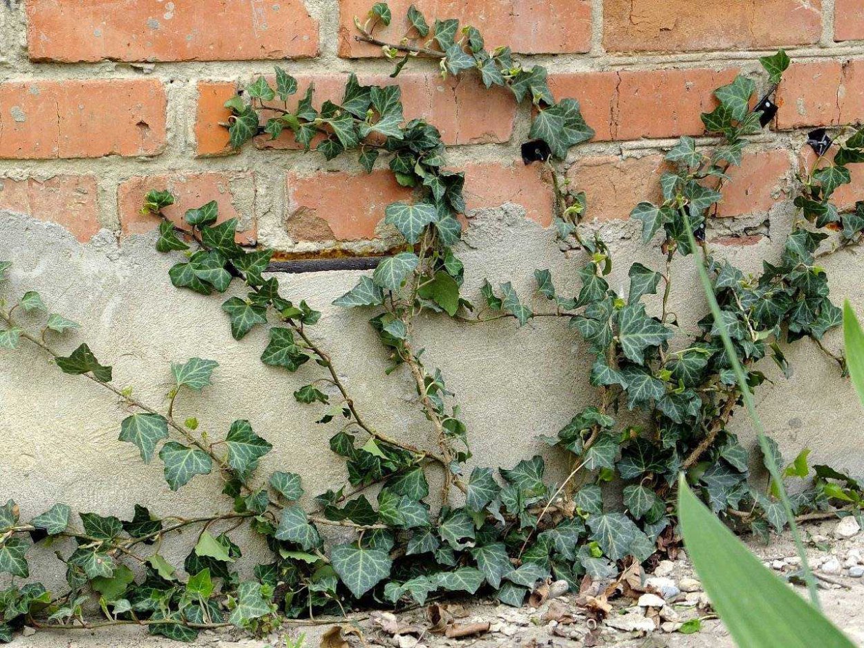 Плющ Элегантиссима