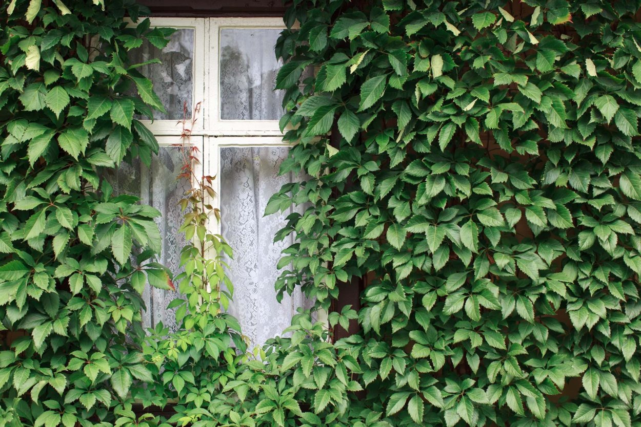 Вьюн девичий виноград