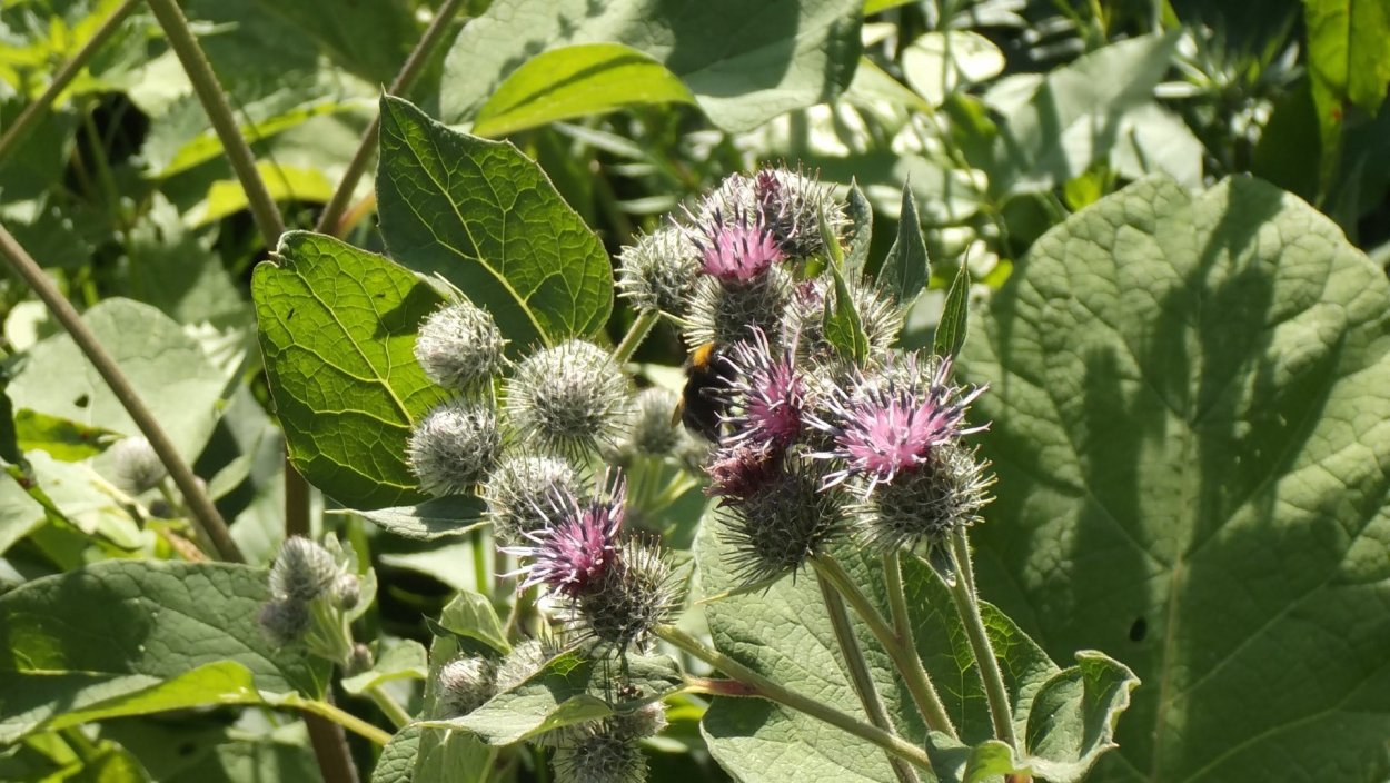 Сорняк Джимсона