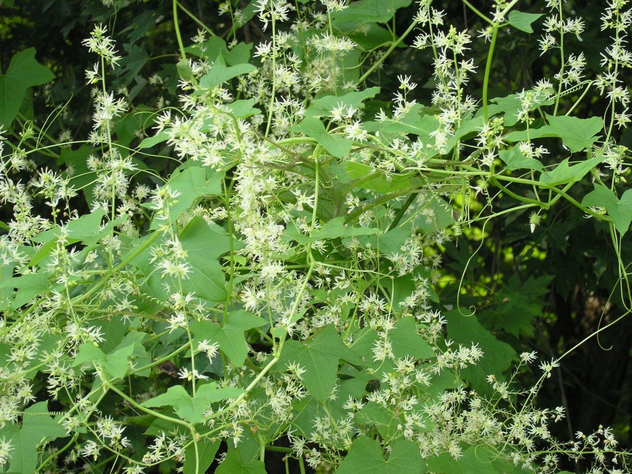 Echinocystis lobata эхиноцистис лопастный