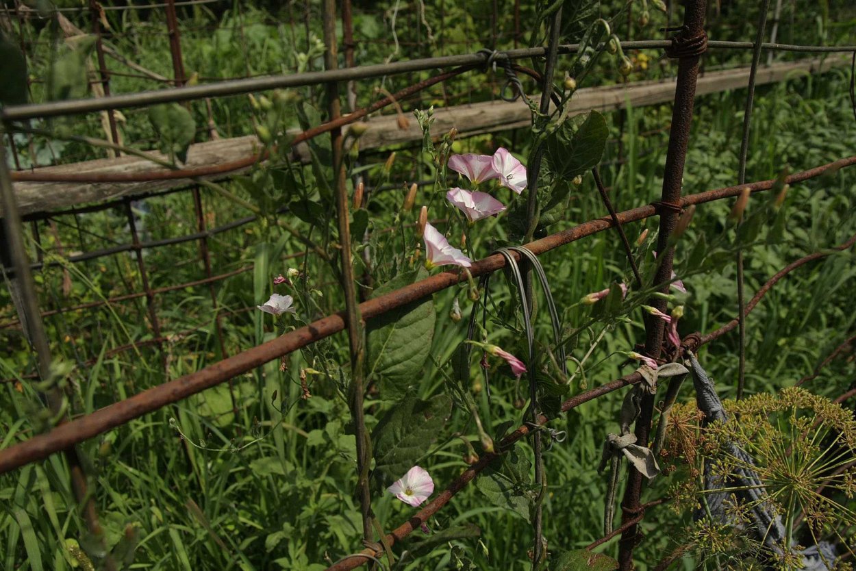 Вьюн огородный