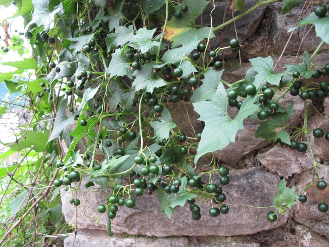 Переступень Бриония