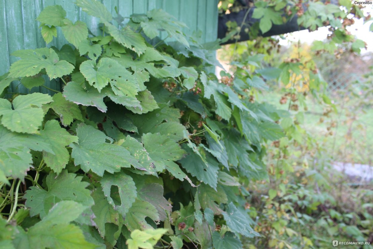Хмель обыкновенный листья