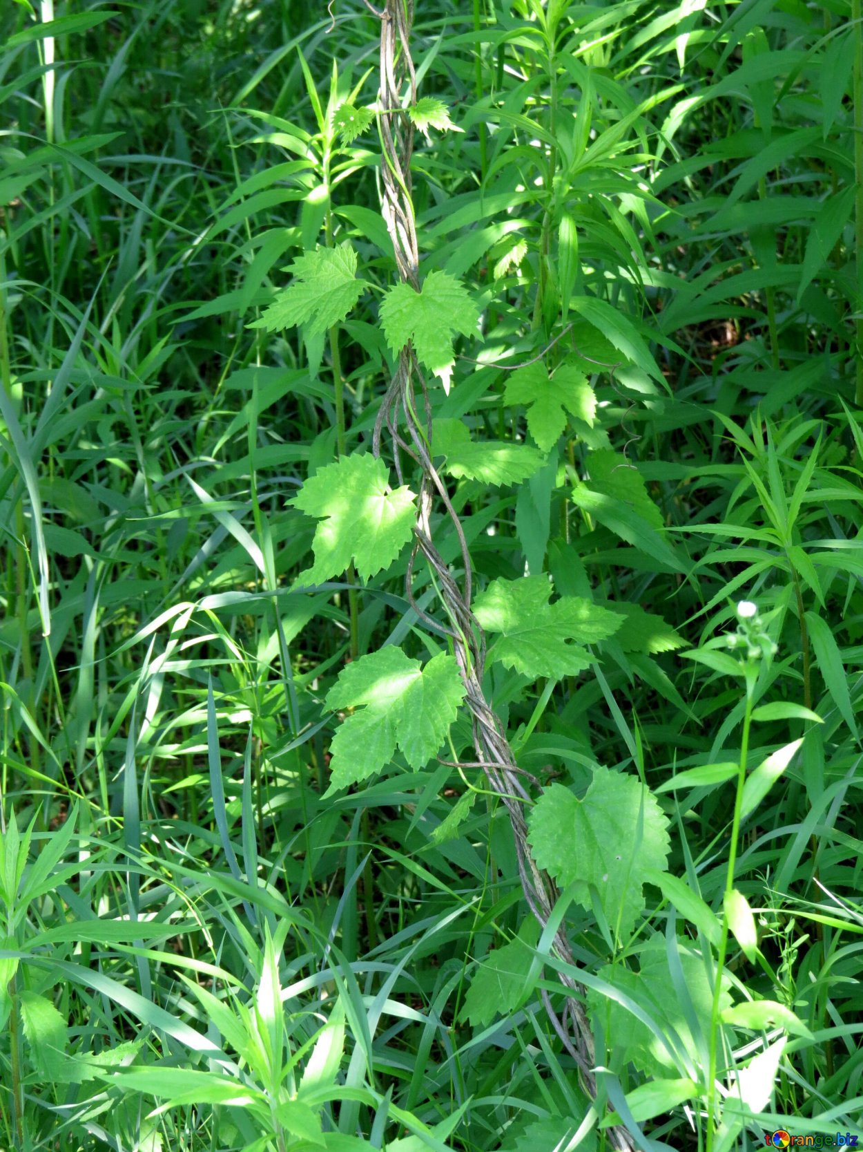 Дикие растения Лиана