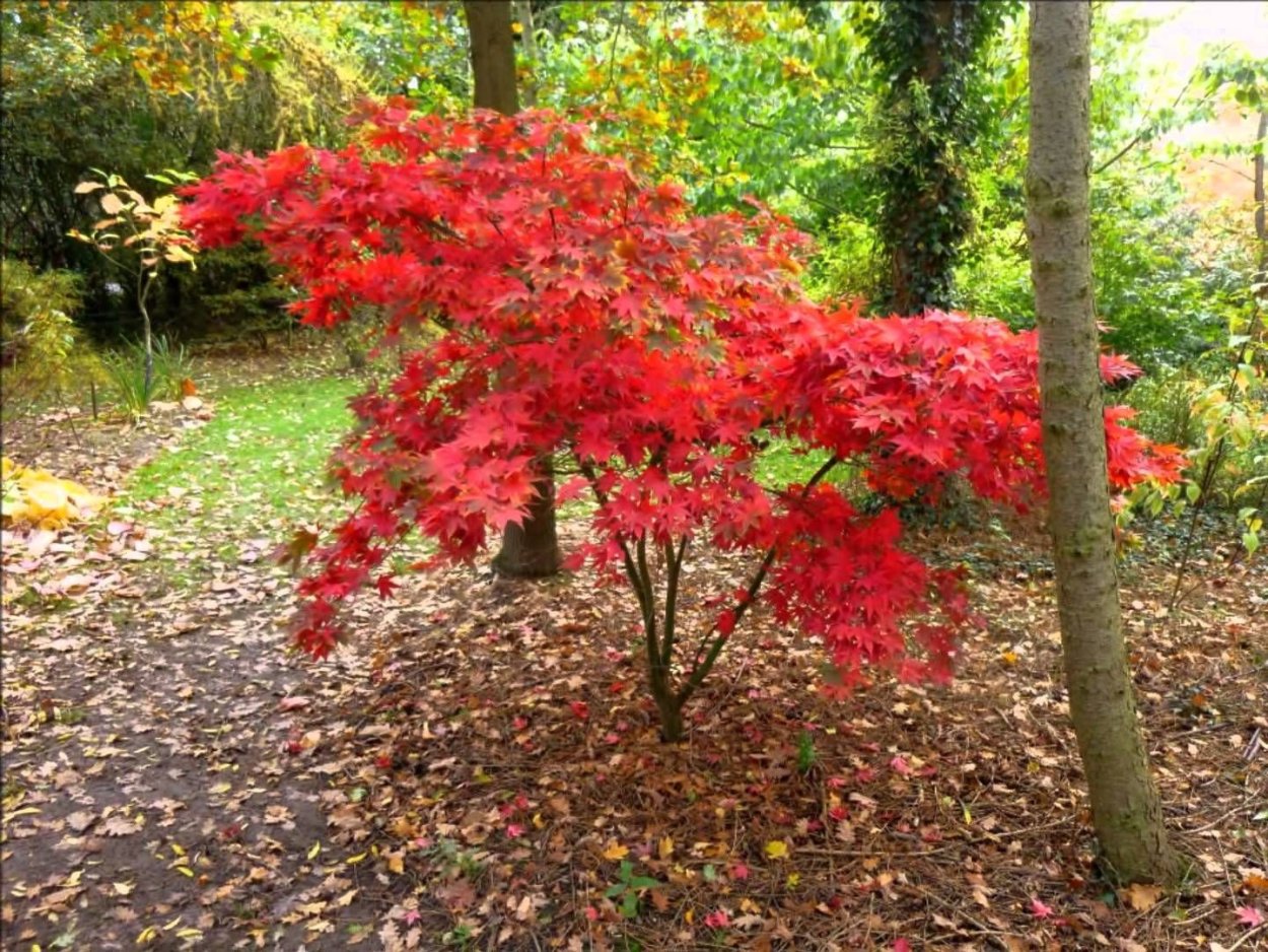 Acer palmatum Osakazuki