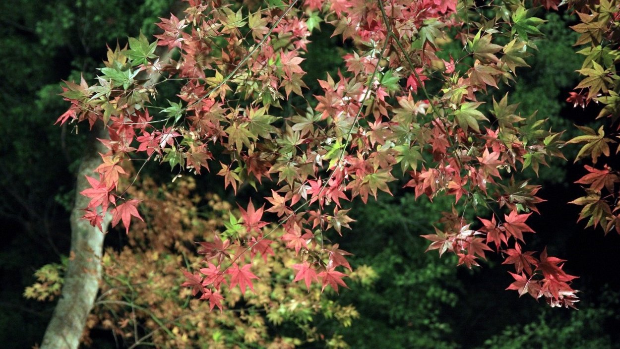Клён сахарный кустарник