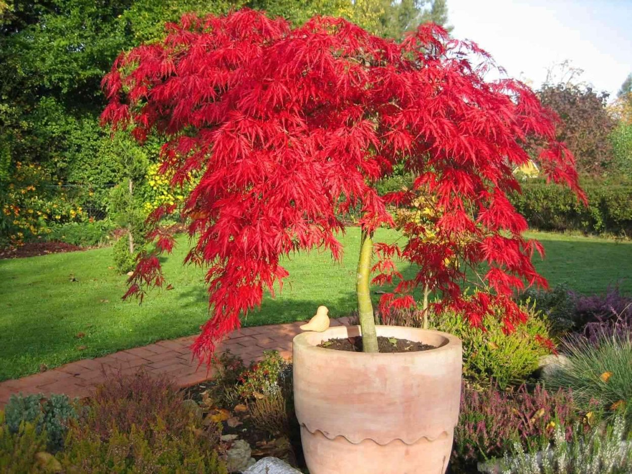 Клен Acer palmatum Garnet