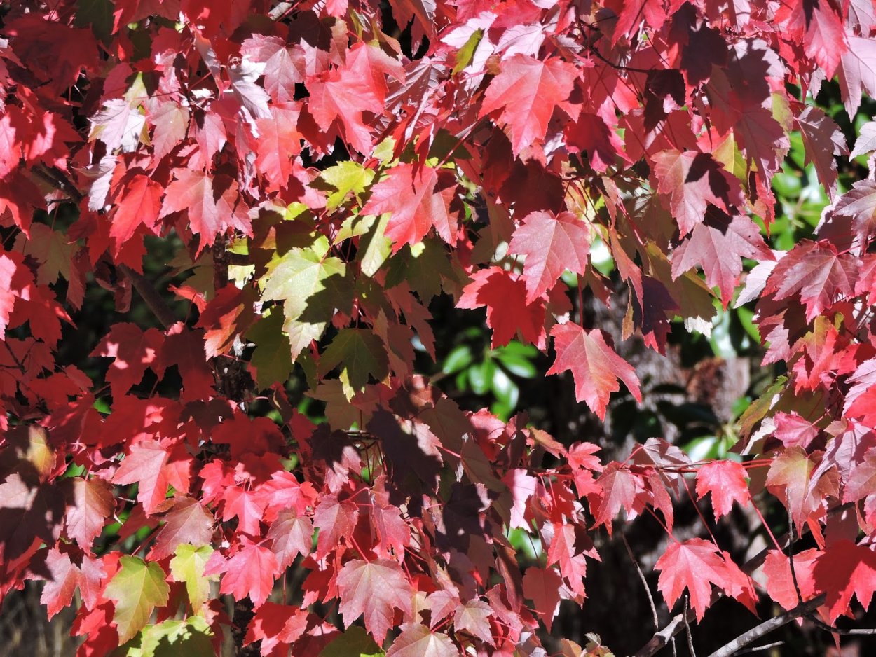 Клен красный Acer rubrum