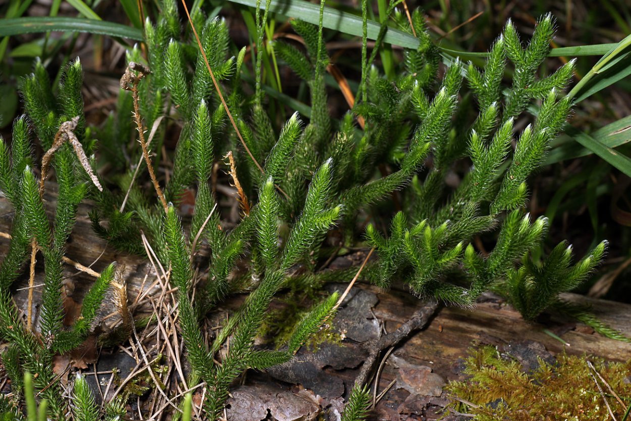 Плаун булавовидный. Плаун булавовидный (Lycopodium clavatum). Ликоподий (плаун булавовидный). Плаун Баранец плаун Плауновидные.