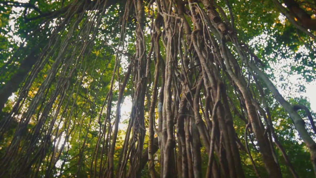 Ротанговая лиановидная Пальма