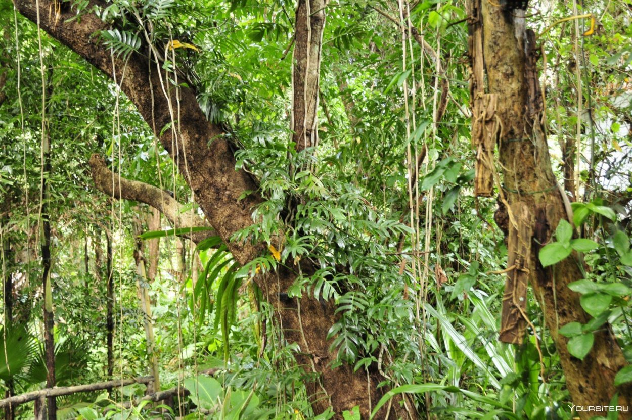 Лиановидная Пальма ротанг