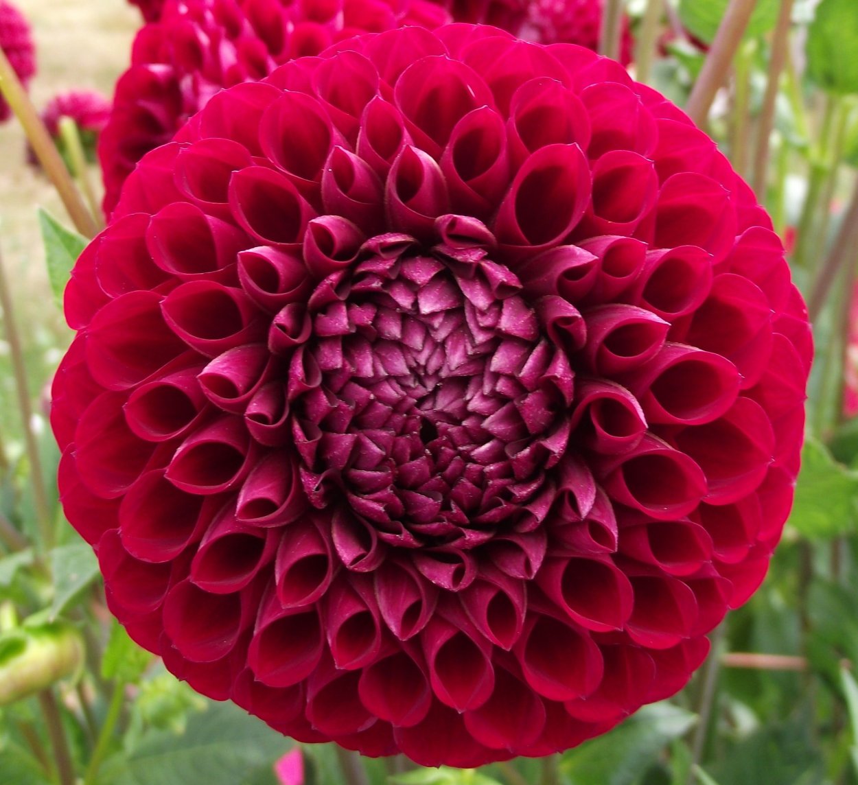 Георгин Корнел бронз