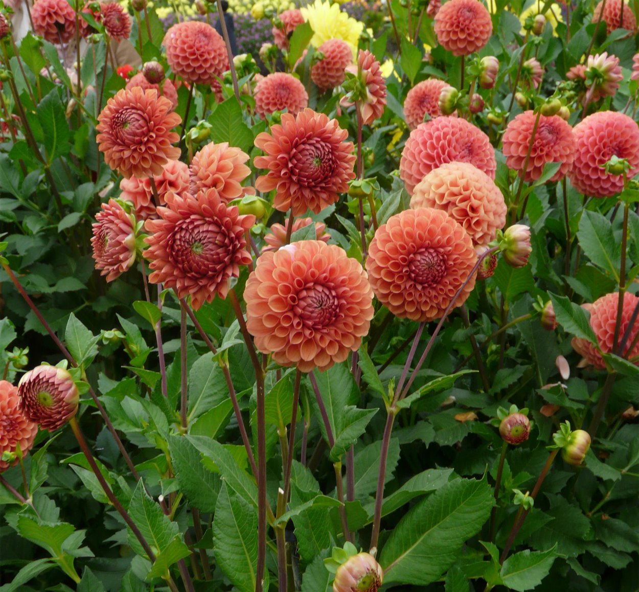 Георгин Корнел бронз