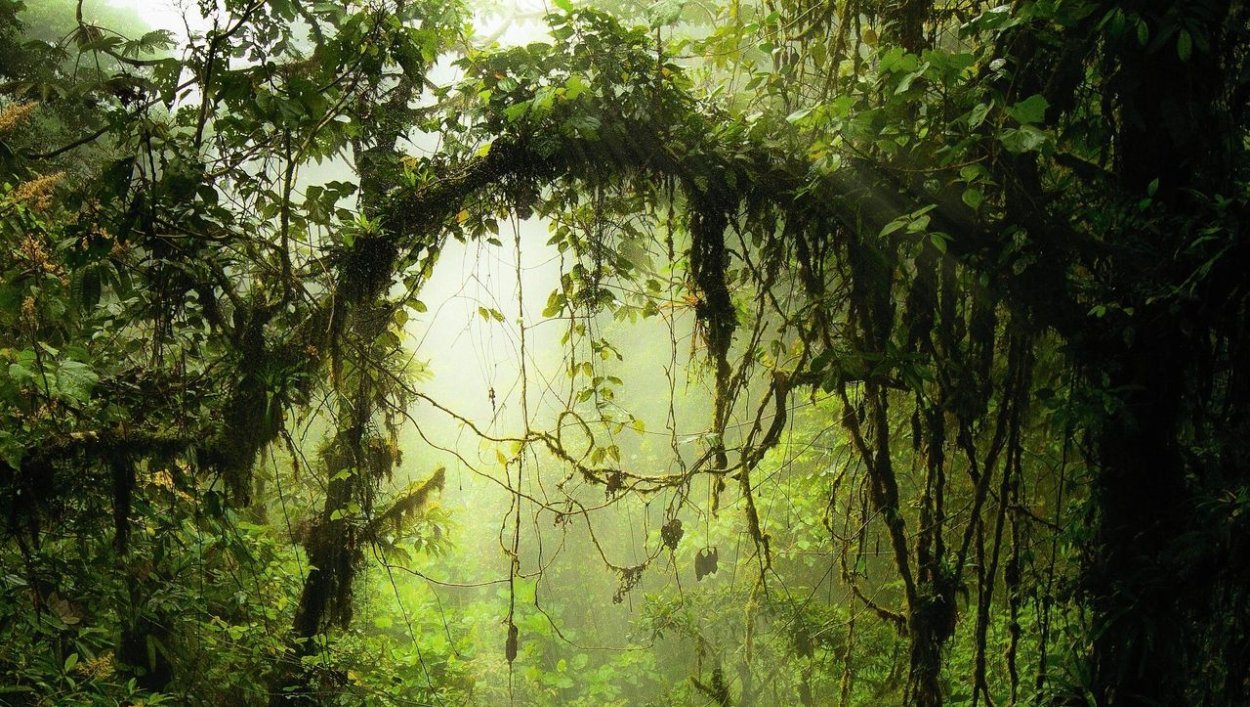 Лианы в экваториальном лесу