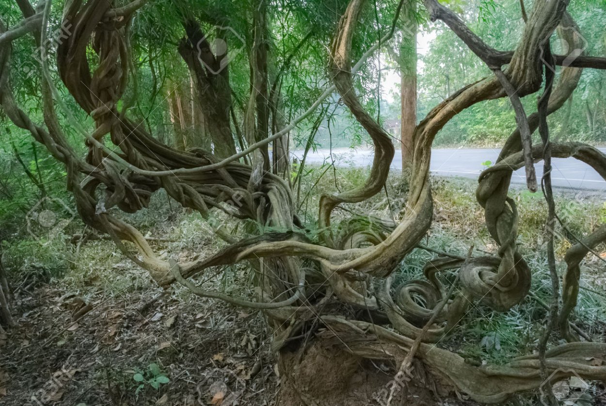 Лиана борней