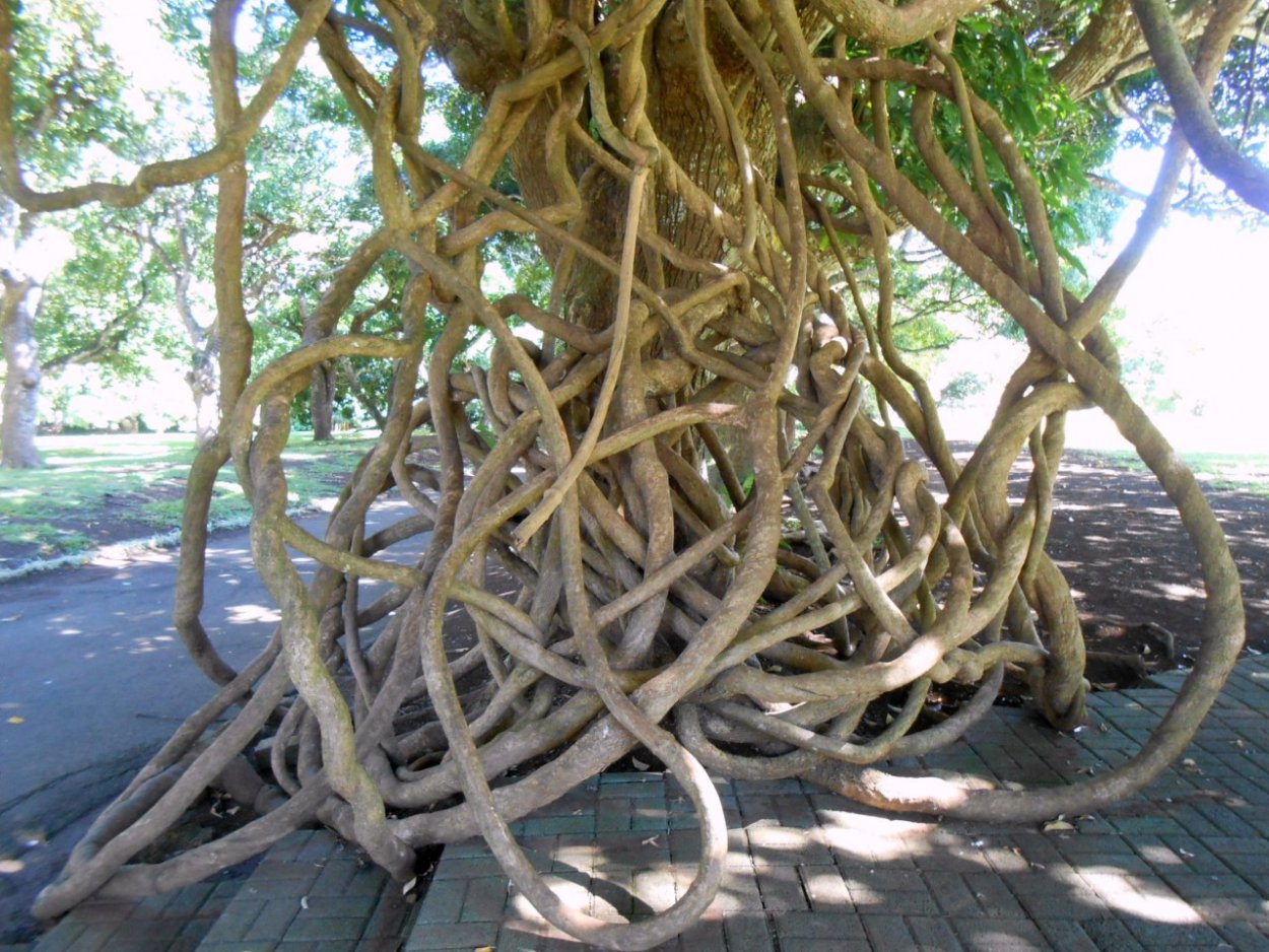 Лианы оплетают