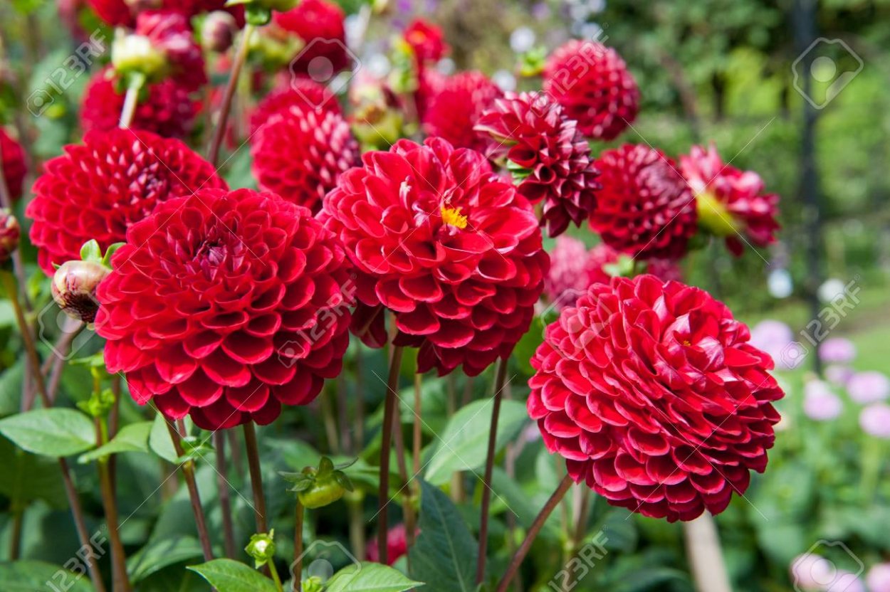 Георгин Корнел Рэд