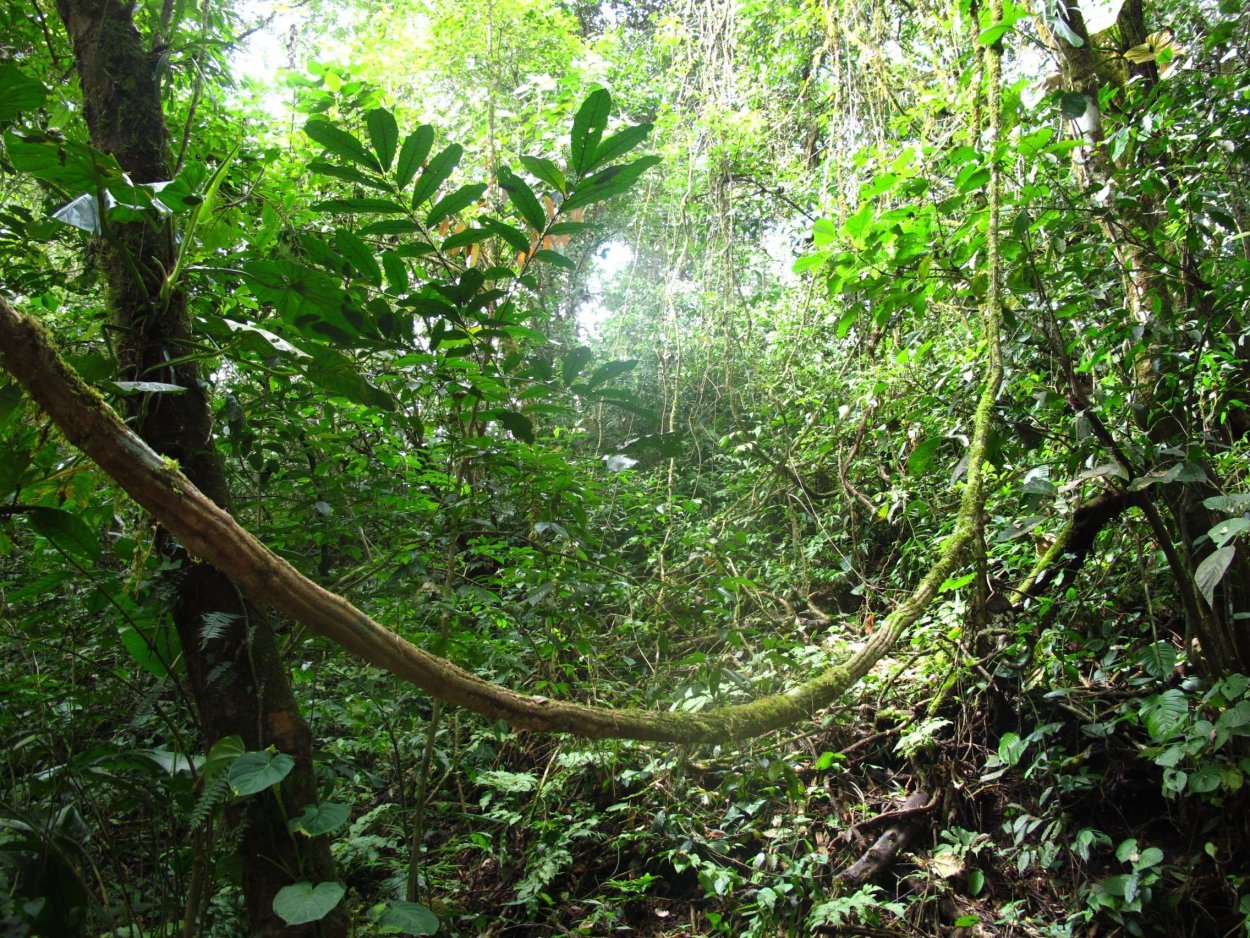 Лианы в Мексике