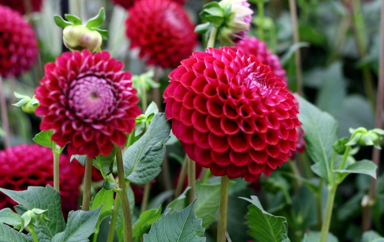 Георгина Иванетти шаровидная 1шт /Dahlia Ivanetti