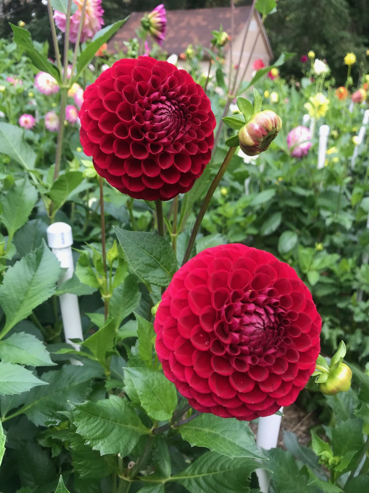 Георгин Корнел