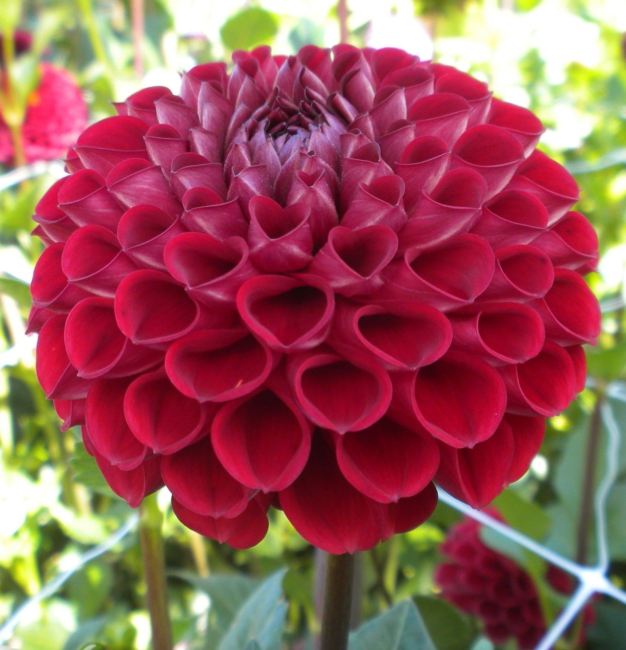 Георгин Темпест