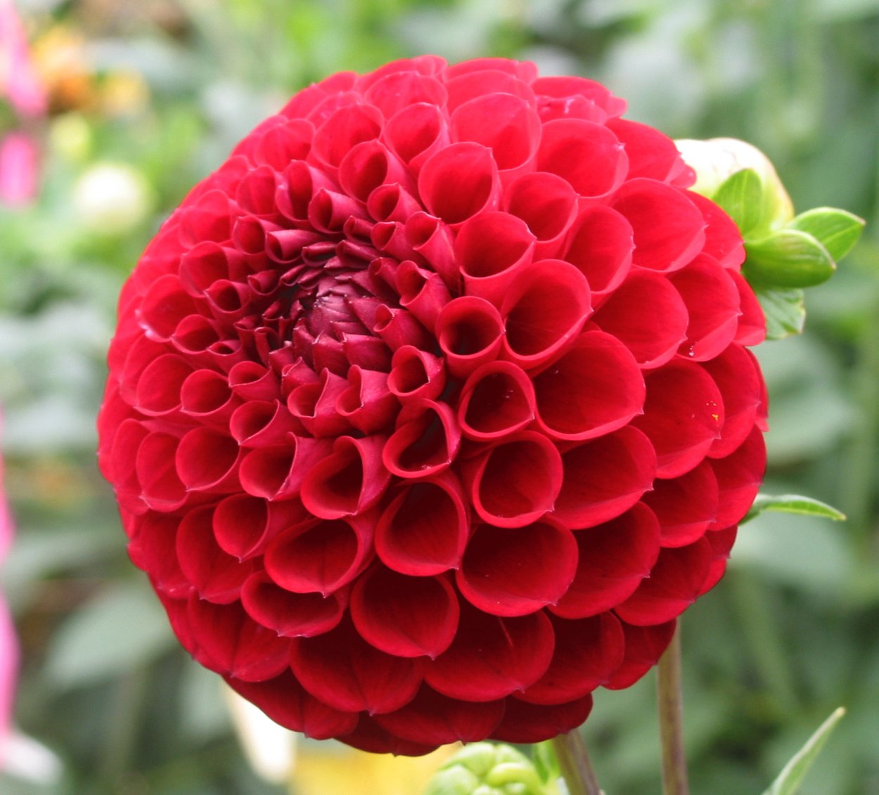 Георгина шаровидная Марбл Болл