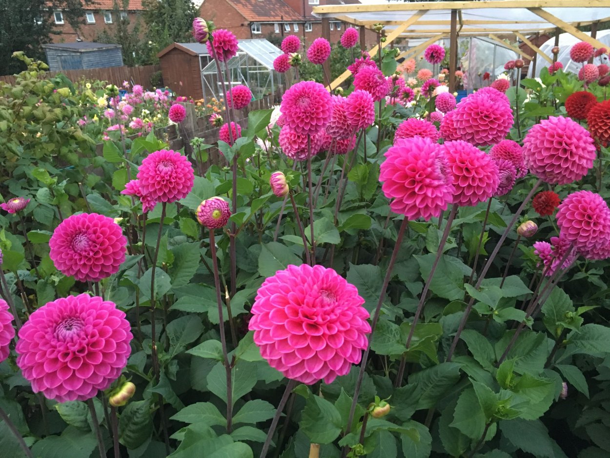 Сорта георгинов Корнел бронз