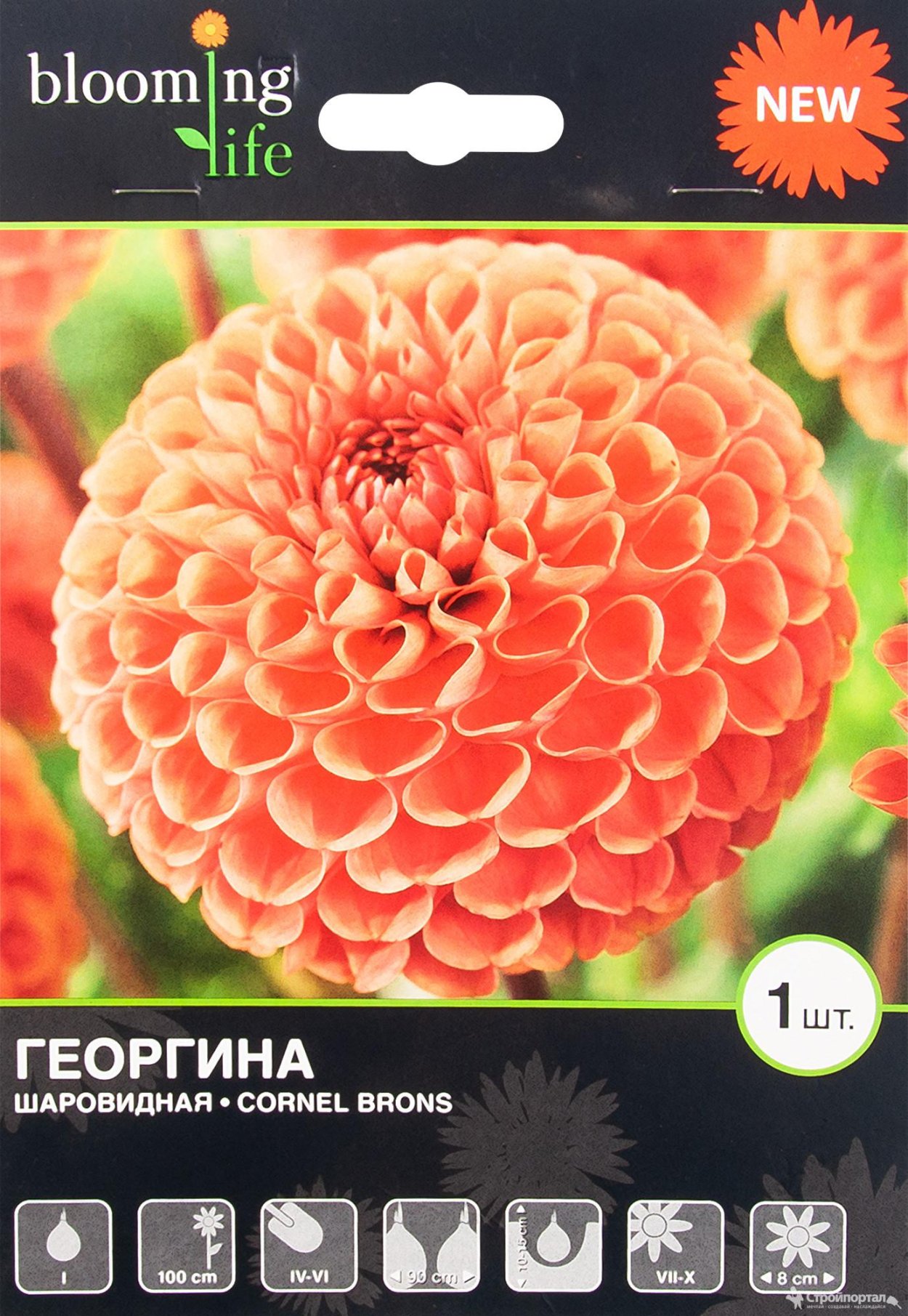 Блуминг лайф георгины