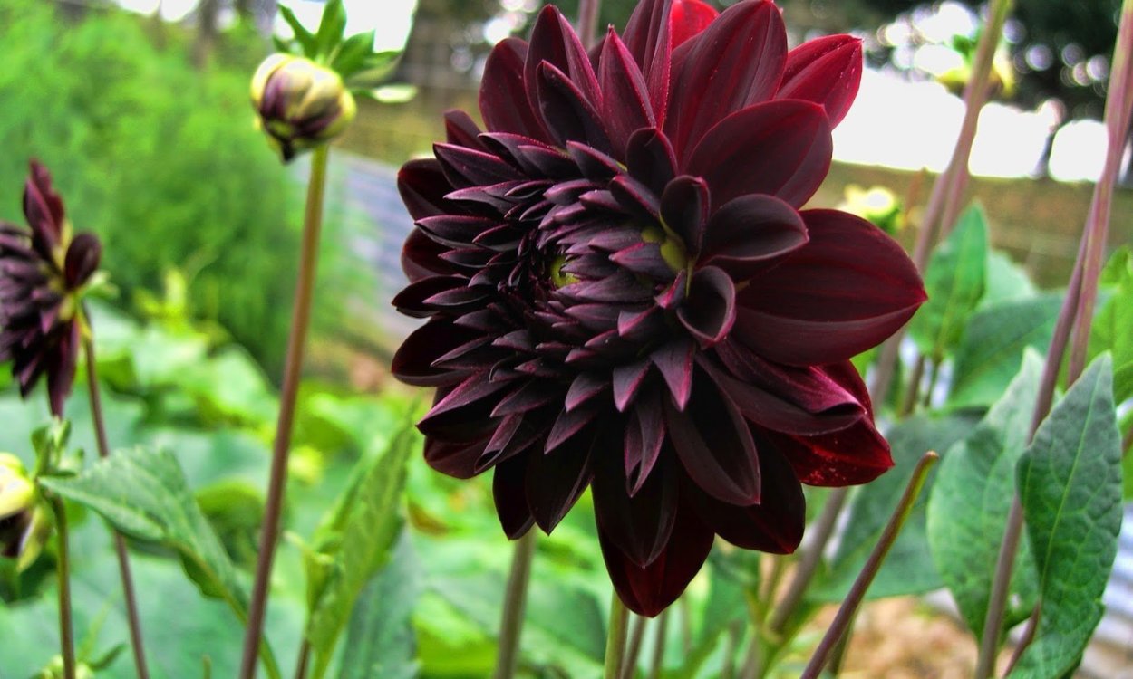 Георгина Мефистофель