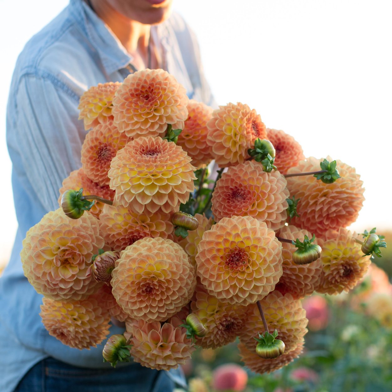 Георгин Блайтон