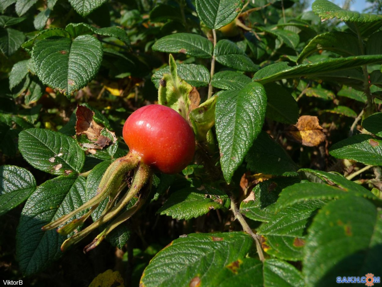 Морской шиповник на Сахалине