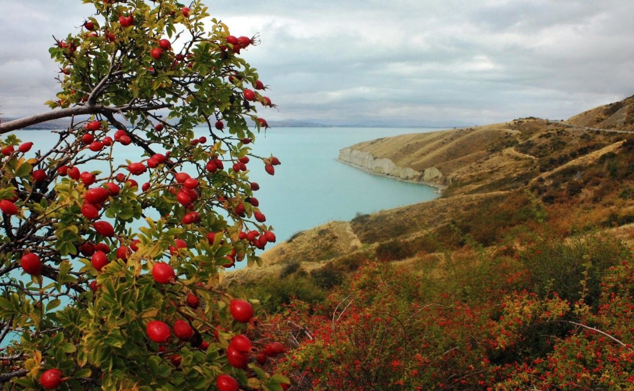 Шиповник и море