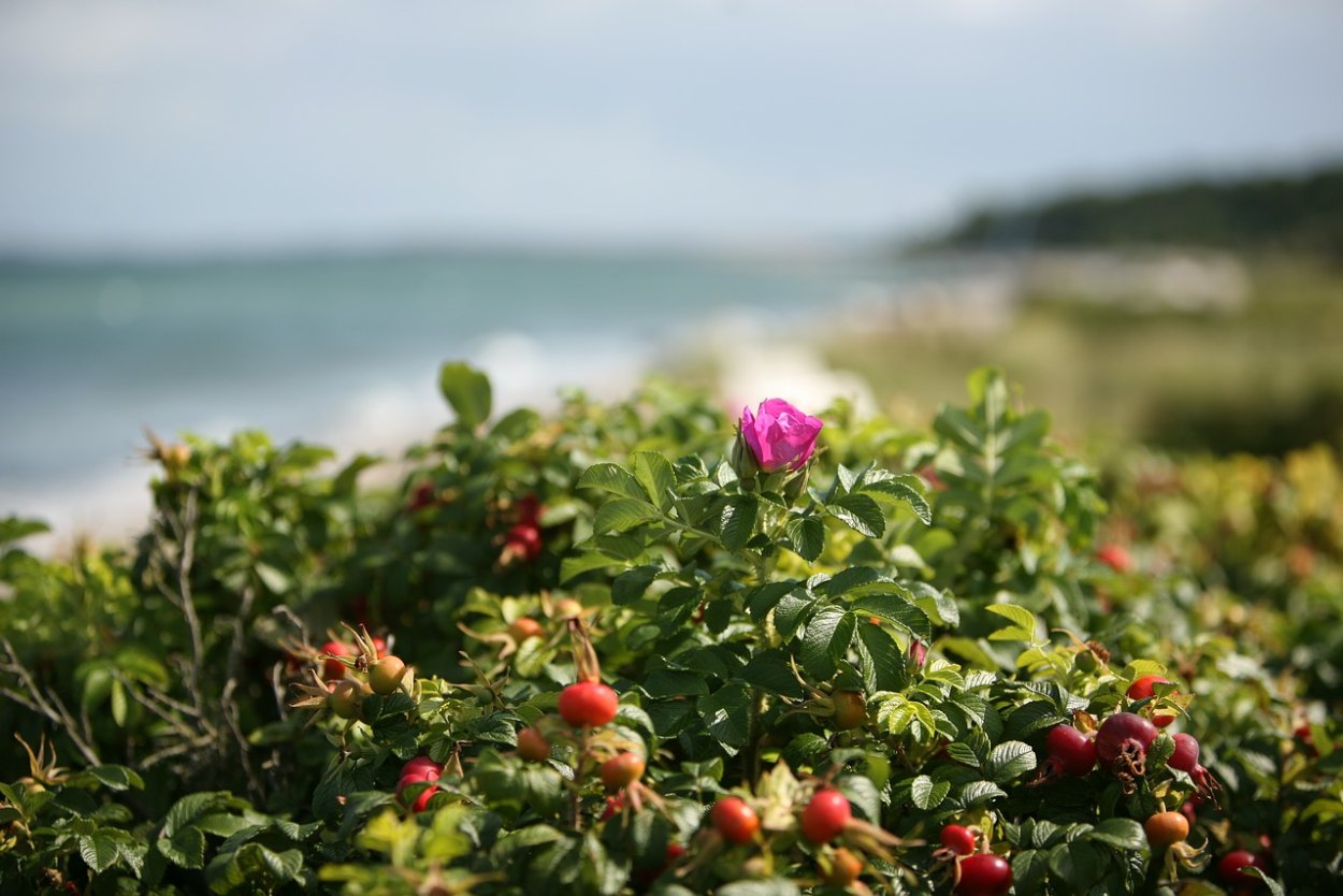 Шиповник в Балтийске