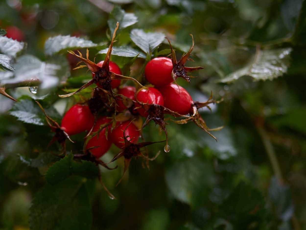 Шиповник идеал Шмидта