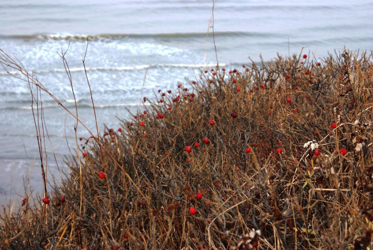 Морской шиповник на Сахалине