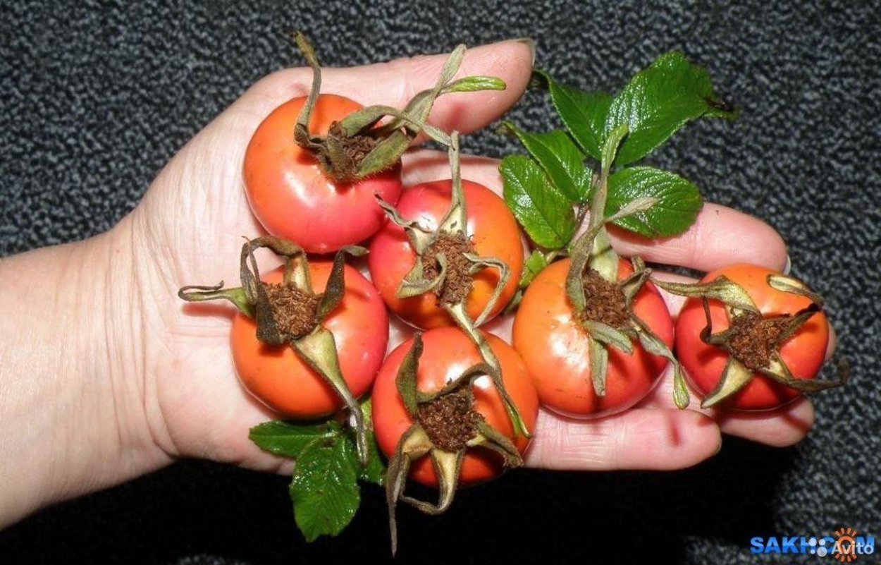 Сахалинский морской шиповник