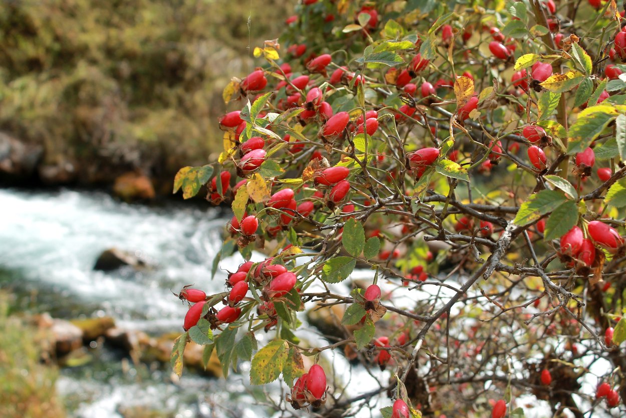 Шиповник горный Таджикистан