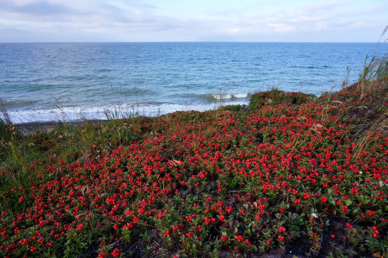 Шиповник Сахалинский