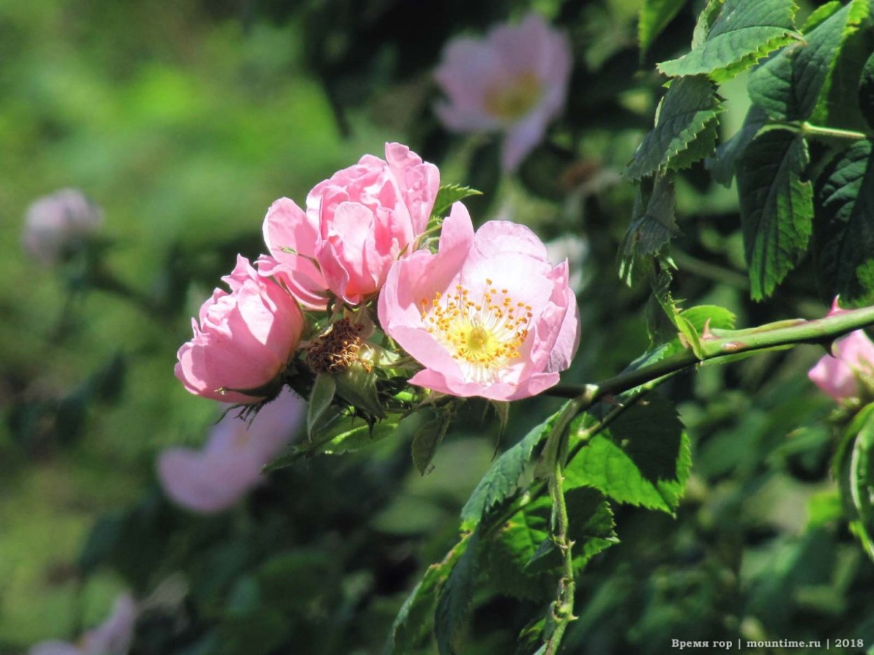 Шиповник куст Луиза