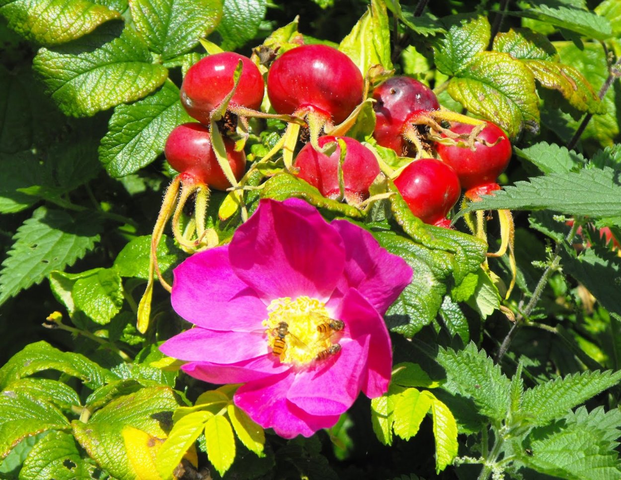 Роза ругоза Ротес Меер