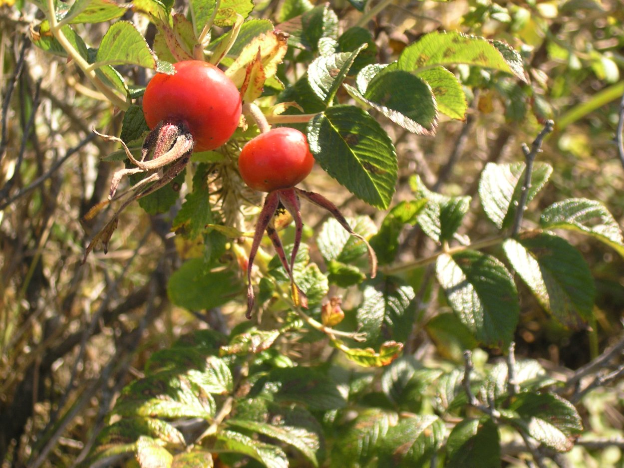 Шиповник Дальневосточный