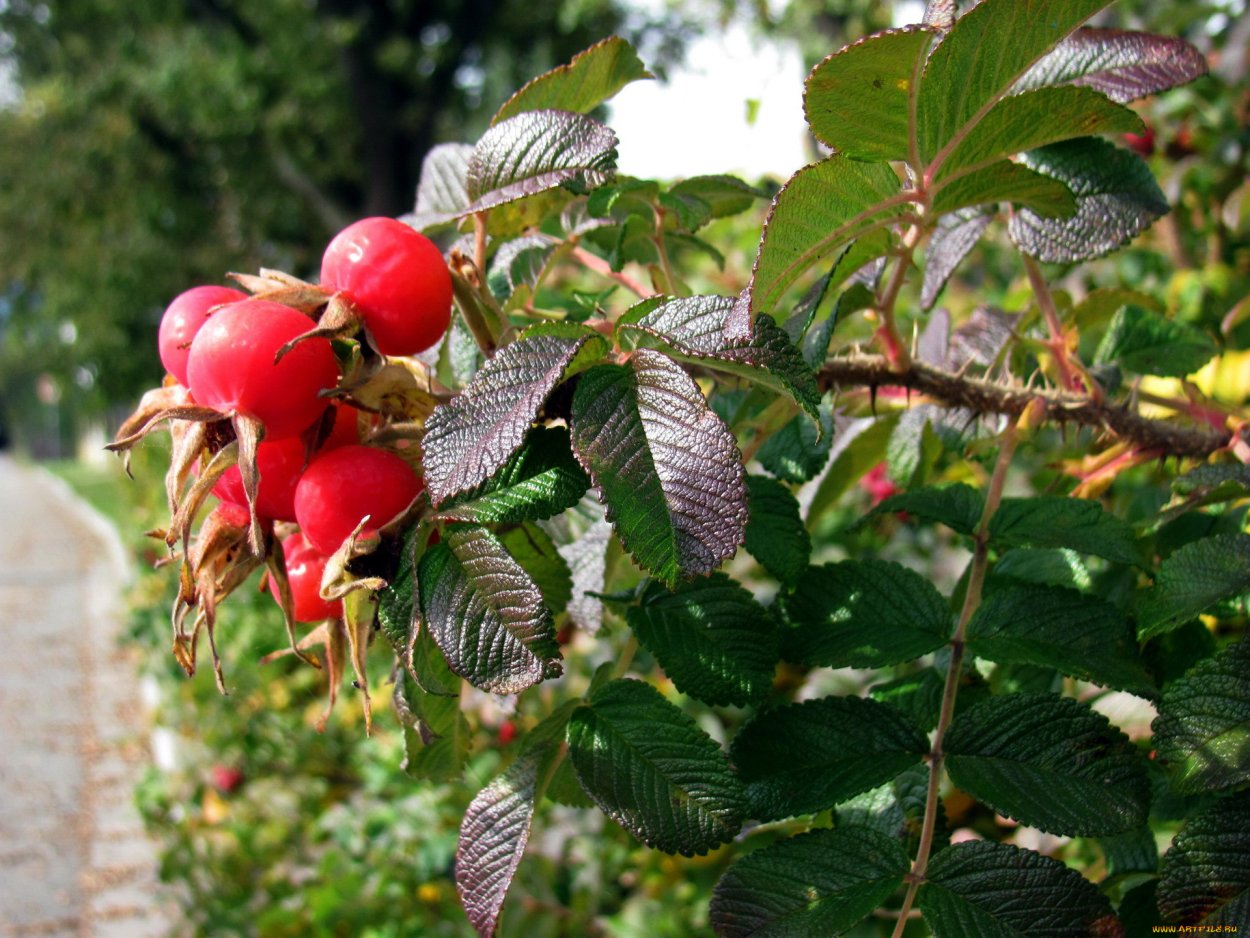 Шиповник Таежный