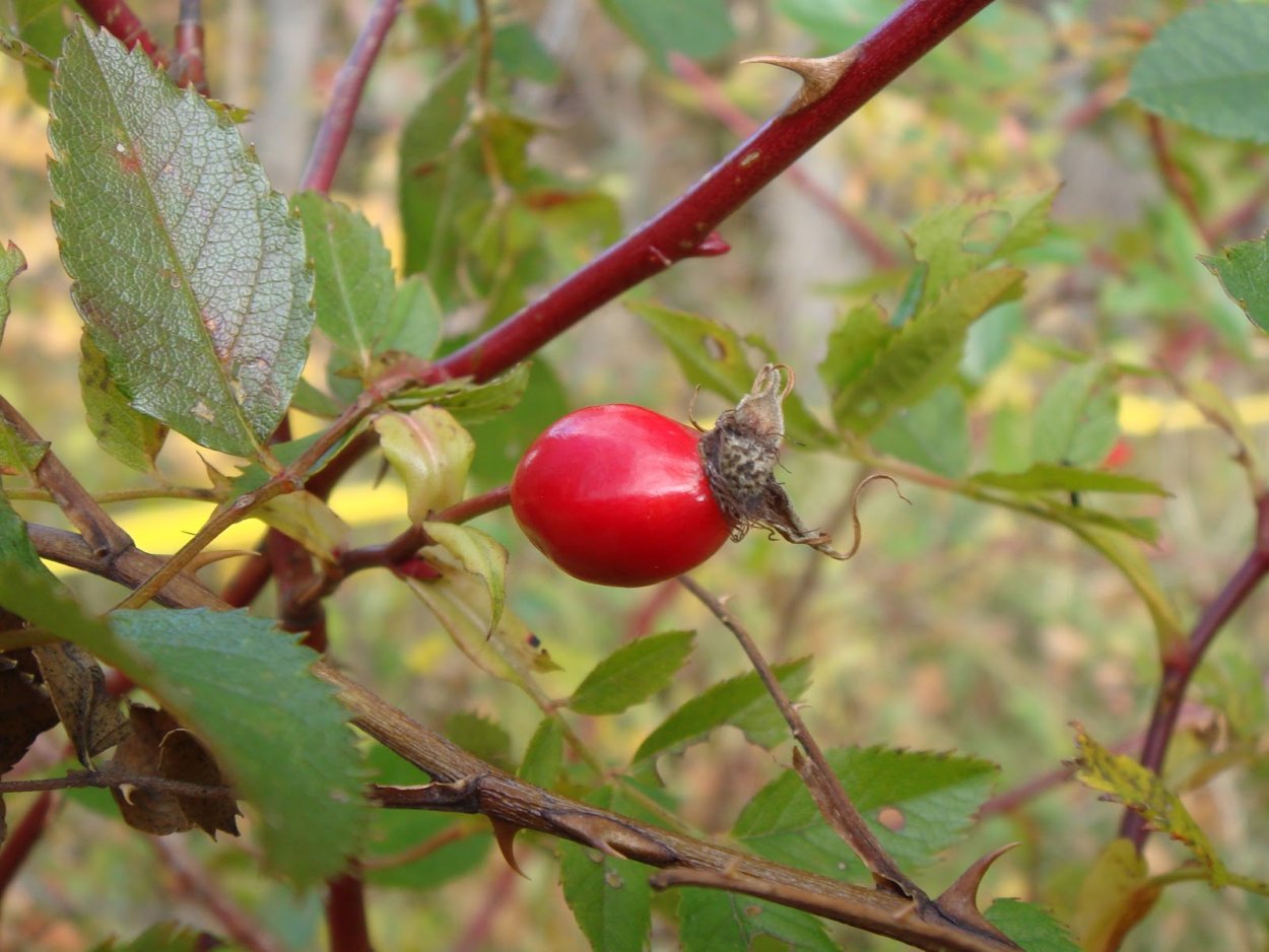 Шиповник Rosa Canina