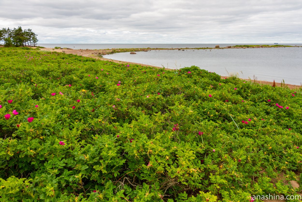 Шиповник морской Дальневосточный