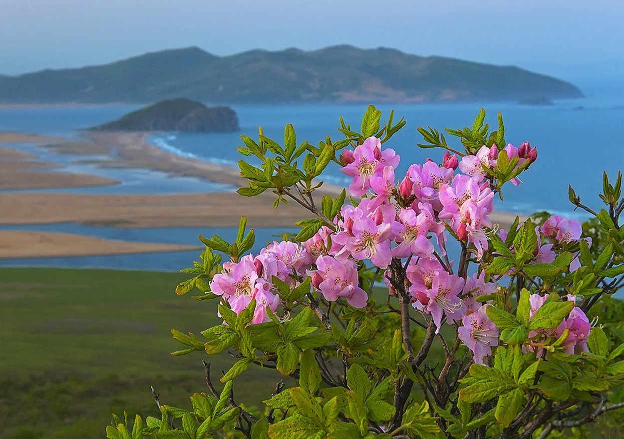 Рододендрон Шлиппенбаха