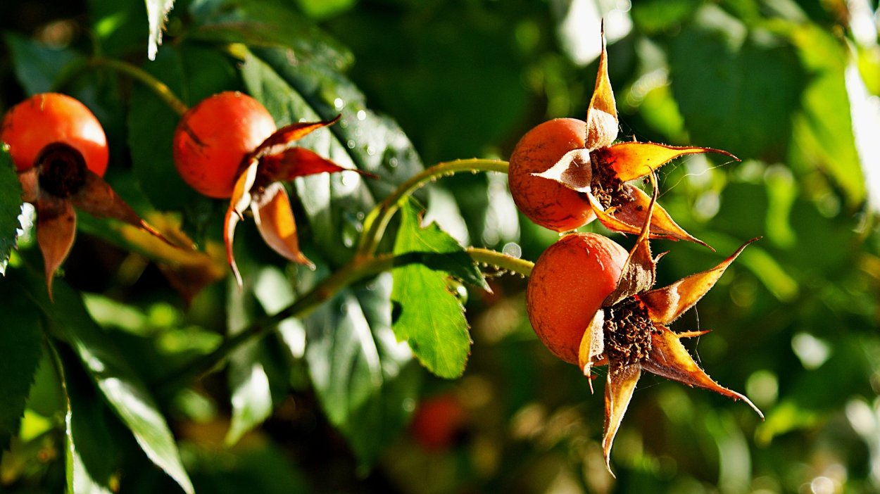 Шиповник с необычными листьями