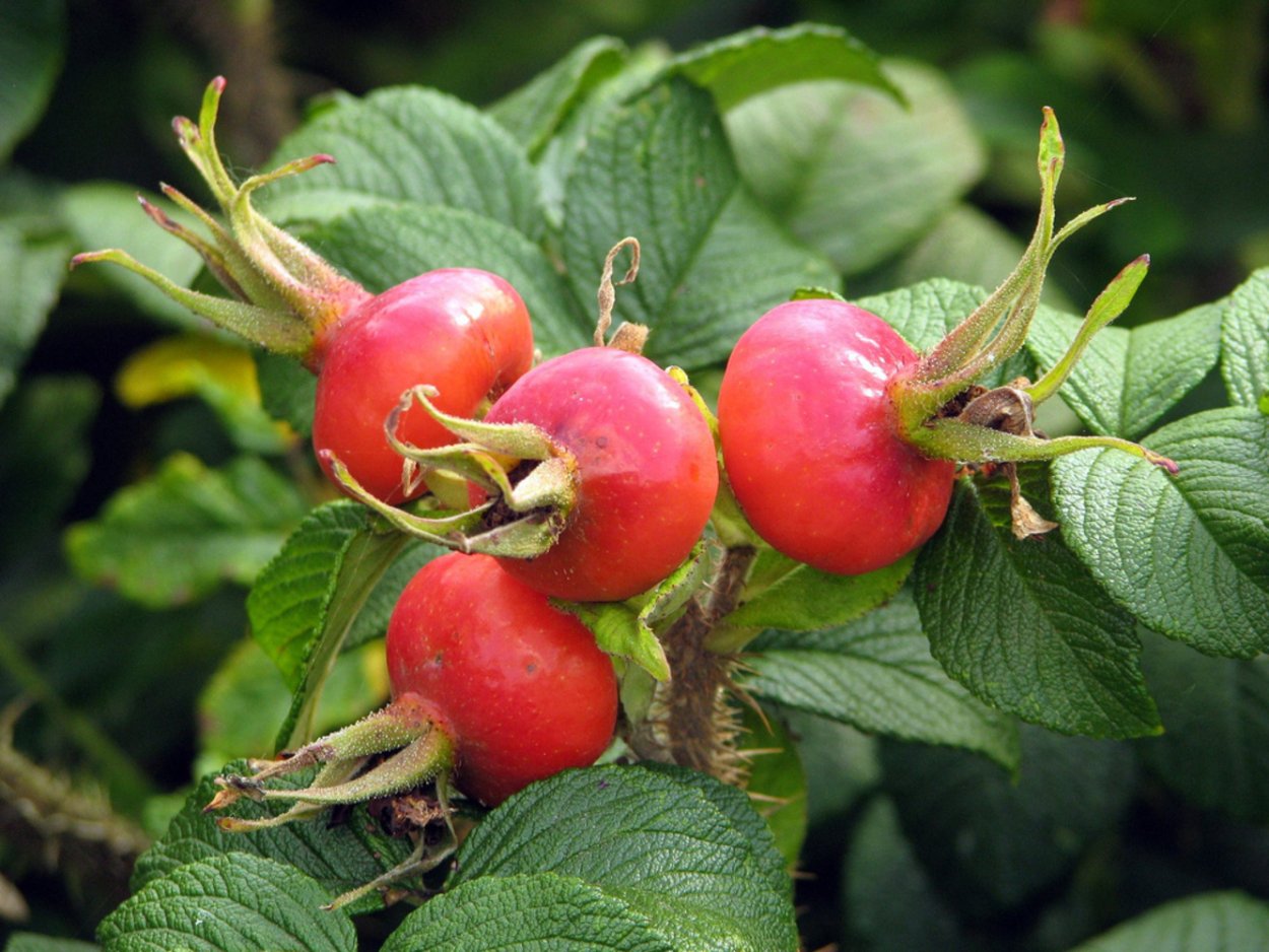 Шиповник морщинистый Рубра